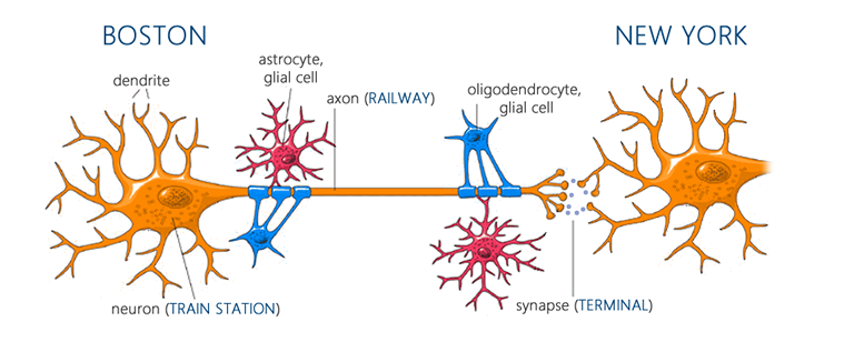 Neurons and glial cells before exercise